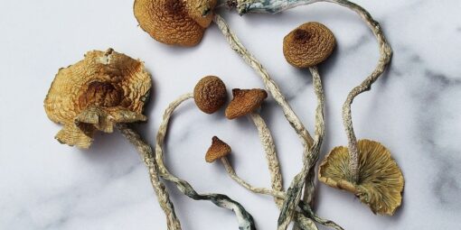 Mazatepec Magic Mushroom For Sale