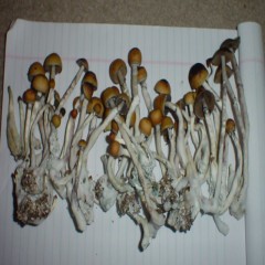 Psilocybin cubensis Amazonian - 50 grams