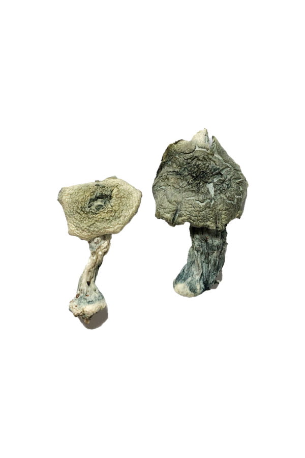 Albino Cambodians Magic Mushrooms