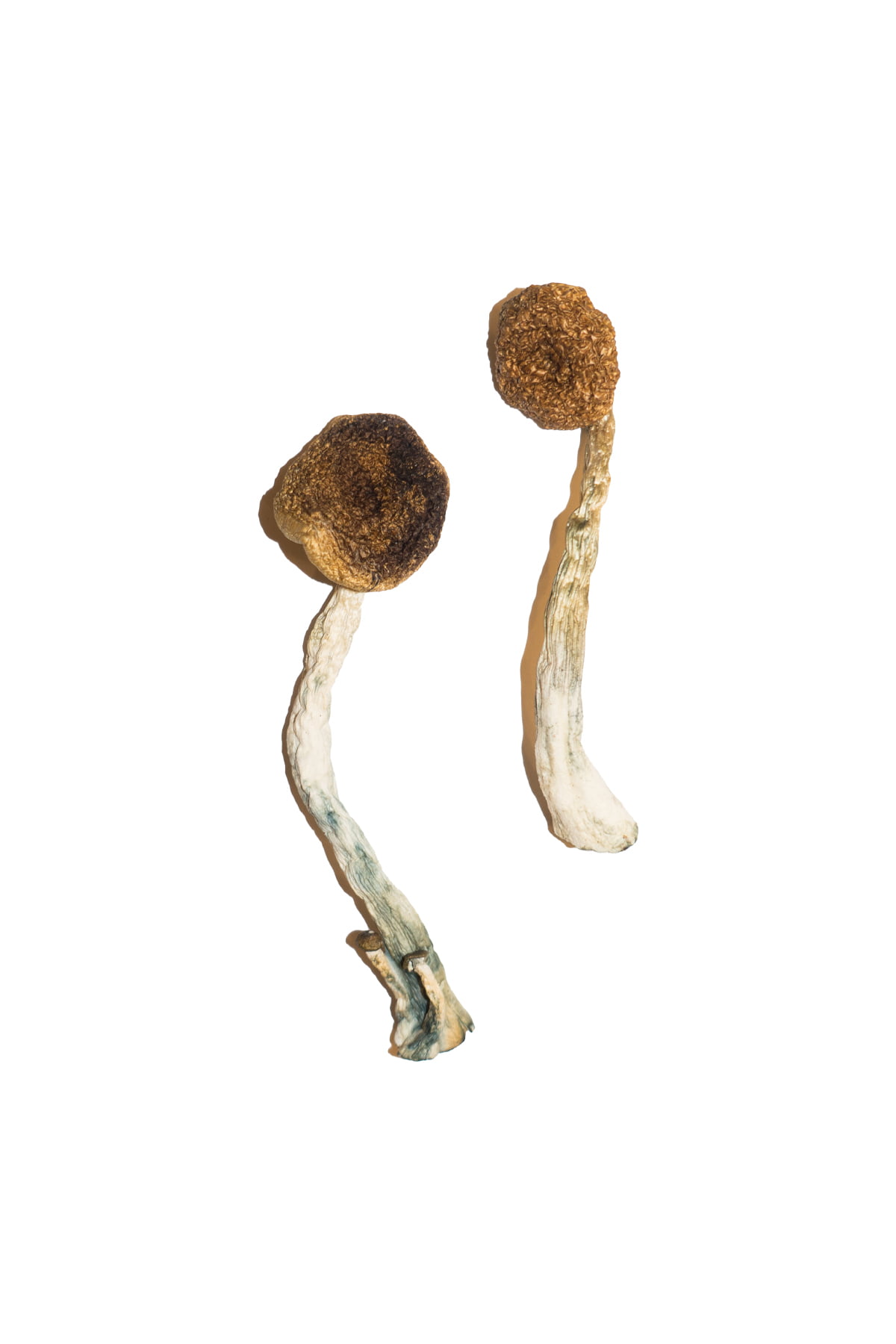 Treasure Coast Magic Mushrooms